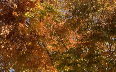An Autumn Sonata – With Written Adagio Musings in Three Movements