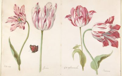 Postcard Story – Four Tulips: Boter Man (Butter Man), Joncker (Nobleman), Grote Geplumaceerde (The Great Plumed One), and Voorwint (With the Wind) – Jacob Marrel – ca. 1635-43 – The Metropolitan Museum of Art
